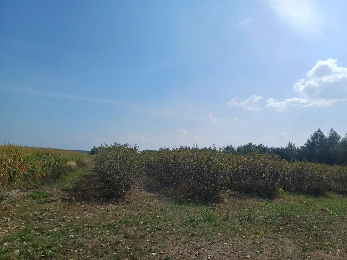 łódzkie, skierniewicki, Kowiesy, Jeruzal, Działka na sprzedaż 18 600m2