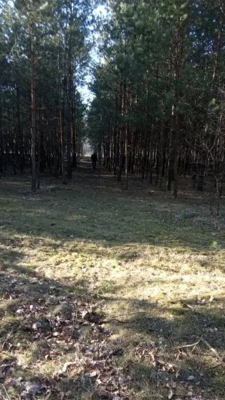 łódzkie, skierniewicki, Skierniewice, Borowiny, Działka na sprzedaż